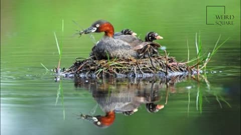 Interesting facts about little grebe