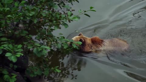 Brown Bear Swimming In Water