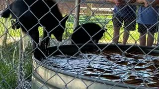 Rescued Baby Bears Play in Water