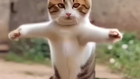 cat dance