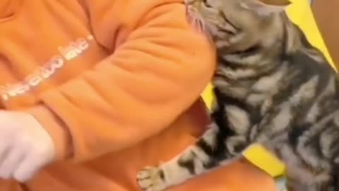 cute cat grabbing food