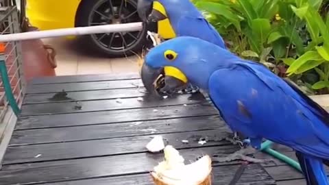 Dancing parrot