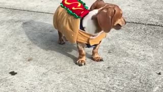 Brown weiner dog dressed as hotdog runs across sidewalk