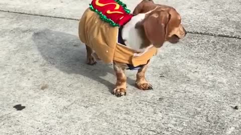 Brown weiner dog dressed as hotdog runs across sidewalk