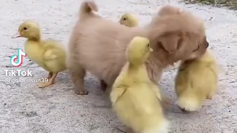 Cute dogvideo