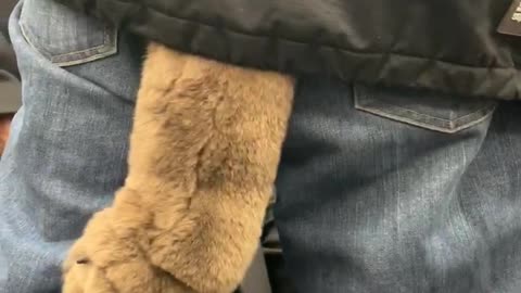 Man wears plushie dog tail on subway train