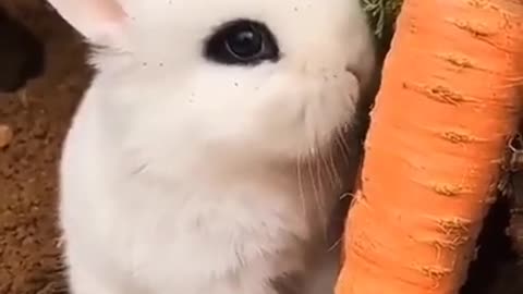 Cute Bunny Eating Carrotsss