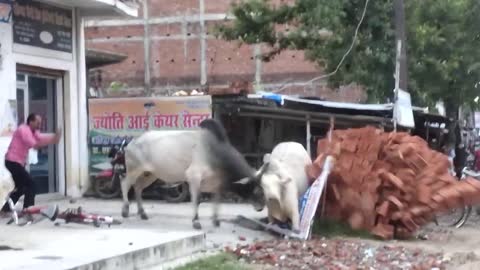 Village bull 🐂 fighting