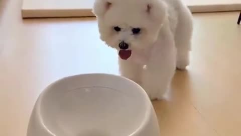 Cute Dog