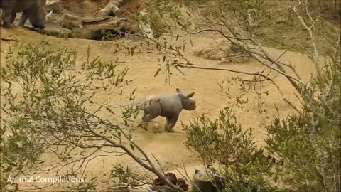 Funniest Baby Rhino
