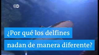 ¿Por qué los delfines y los tiburones nadan diferente?