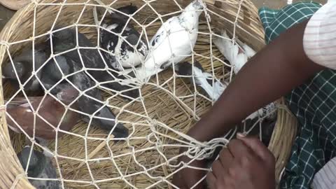 Pigeon In Village Market