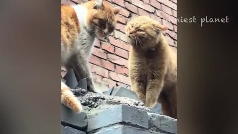 Funny Dogs And Cats Video