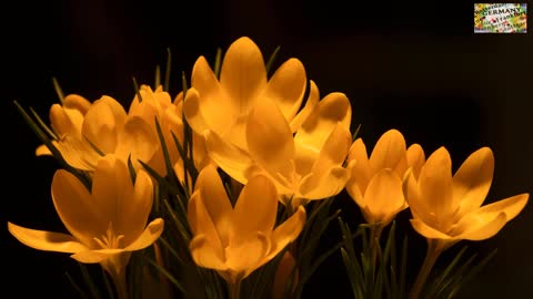 crocus blossoms bloom