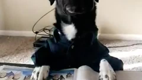 Black dog reading the newspaper with glasses on