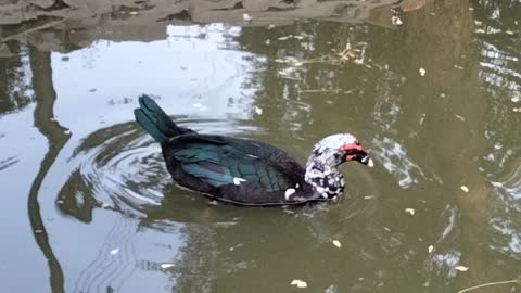 Duck Swimming In The Water By Kingdom Of Awais