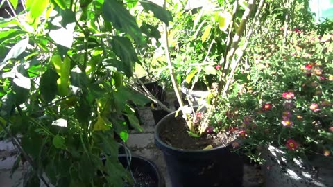 Pepper Plants