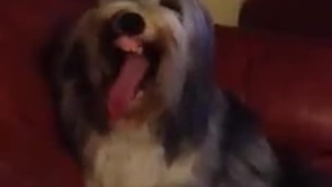 Does anyone else's dog yawn like this ?