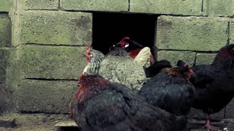 Rooster and chickens in front of their beautiful house