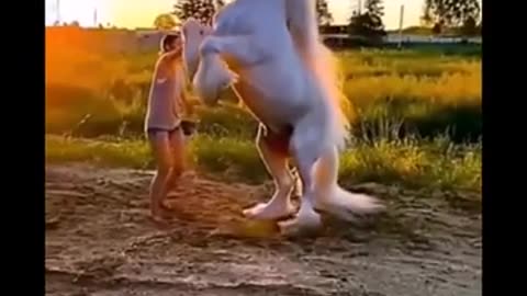 So cute and lovely white horse - shinning beautiful - Amazing Beautiful horses compilation