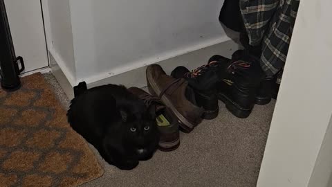 Nothing to See Here, Only Shoes. Definitely No Cats.