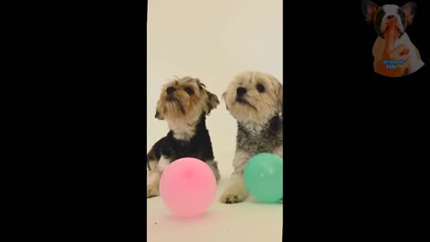 Baby Dogs - Cute and Funny