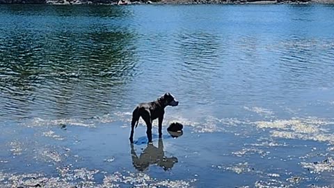 Wish God A Happy Father's Day, My Dog vs a Boulder.....and Some Jesus!