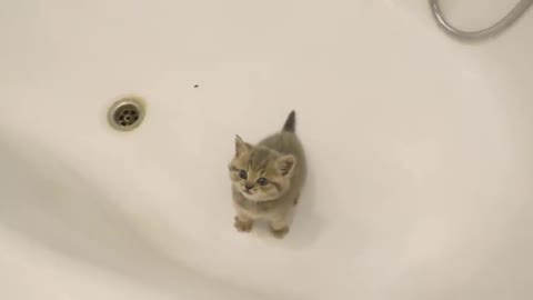 67M VIEWS:Kitten does not want to bath and meows