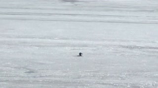 Duck frozen in ice