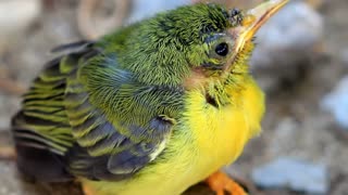 Magnificent Birds - Stunning Nature - Stress Relief - Relaxing Birds Sound - Soothing Birds Chirping