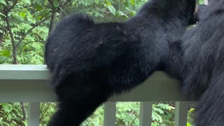 Hungry Cub Climbs Porch Banister