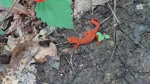 A red salamander hiding in the open.