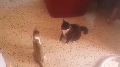 funny cat brawl