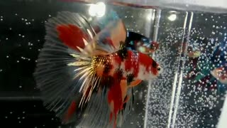 take a look at this halfmoon betta fish