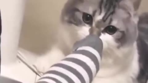 Cat going crazy for socks.Funny Cat
