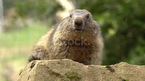 Prairie dog in Pyrenees - Catalonia