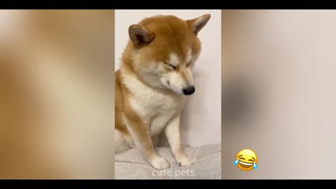 Hilarious Shiba Inu Funny Moments 🐕-忠犬八嘎