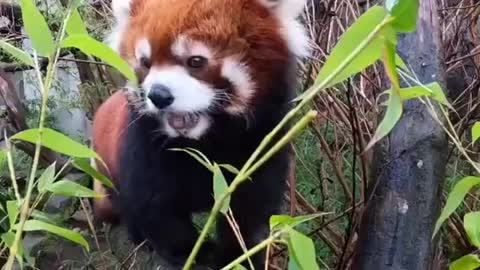 A red panda from the Oregon Zoo