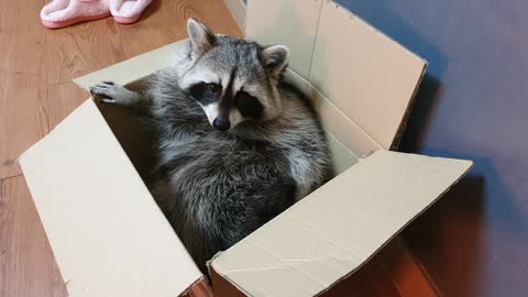 Raccoon acts like a cat when it comes to empty boxes