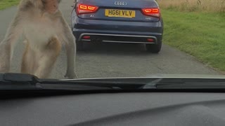 Monkeys Aren't Fond of Car's Windshield Wash Jets