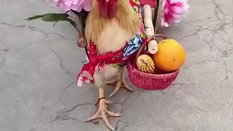 Married chickens funny