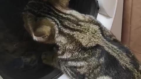 Cat helps the washing machine
