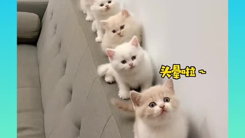 Cute and funny cat compilation #short