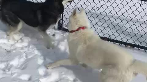 Huskies loving the snow