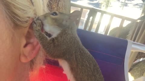 Rescued Baby Squirrel Nibbles On Woman’s Ear