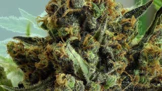 Ripper Seeds - Cannabis Strain Series - STRAIN TV