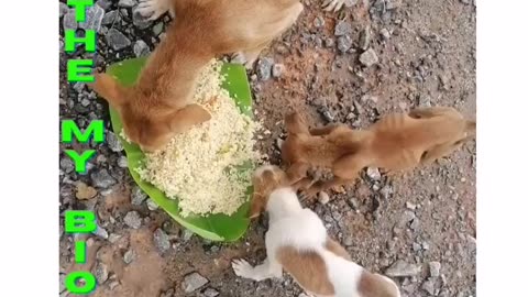 Dogs are very hungry🐕🐕| #dogs | #animals