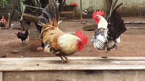 SMALL ROOSTER CROWING