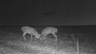 Rut 2018, Crawford County Wi