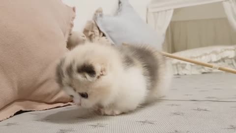 cat cute kitten videos short leg cat